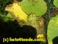 /home//u458753944/public_html/sourcegallery///////Frogs/More bullfrogs/DSCN5474.JPG